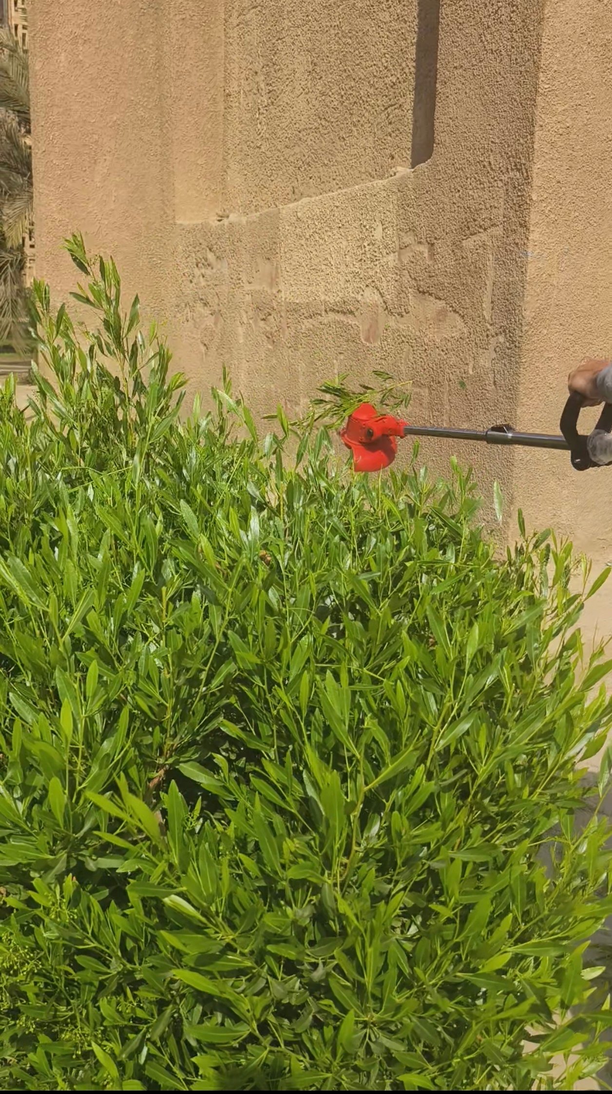ندي ابراهيم